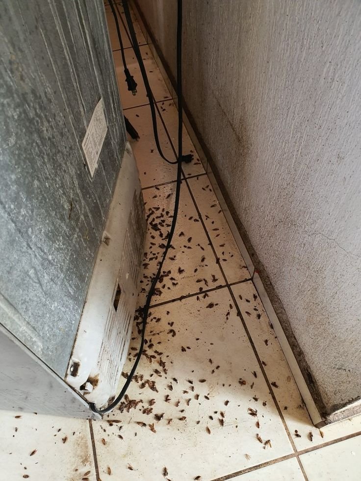 Insetos mortos após aplicação de dedetização atrás de geladeira